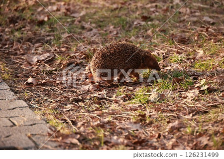 Hedgehog is walking on the ground in a grassy area 126231499