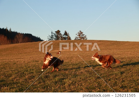 Two dogs are running in a field with a beautiful blue sky in the background 126231505