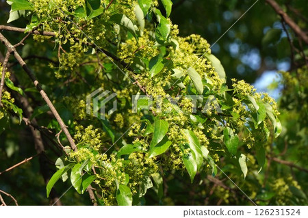 糖楓花開，2025年4月 126231524