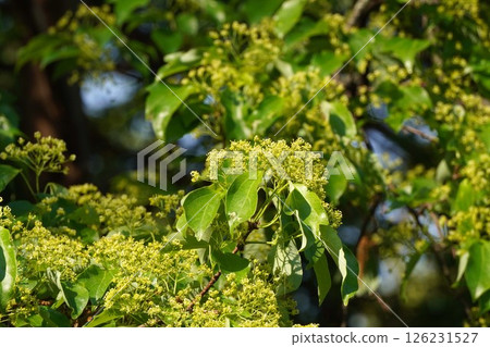 糖楓花開，2025年4月 126231527