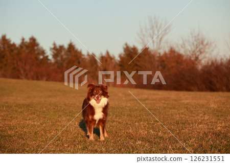 Brown and white dog is standing in a field of grass Brown and white dog is standing in a field of grass 126231551