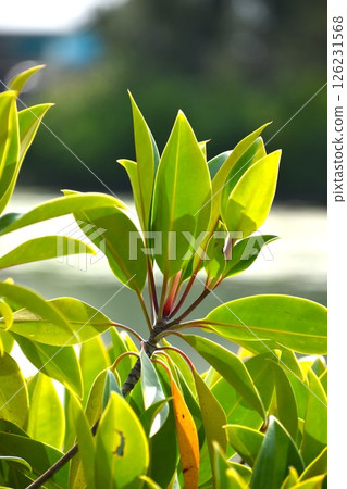 紅樹林的葉子 126231568