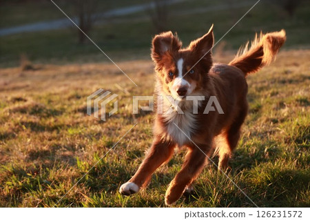 A brown and white dog is running through a field A brown and white dog is running through a field 126231572