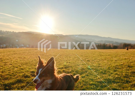 Dog is laying in a field with the sun shining on it Dog is laying in a field with the sun shining on it 126231573