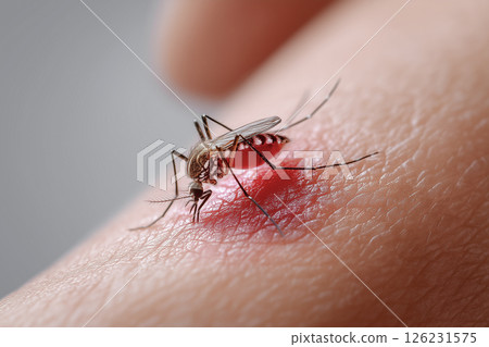 Stock photo of mosquitoes that can be used to prevent summer insect bites and infectious diseases 126231575