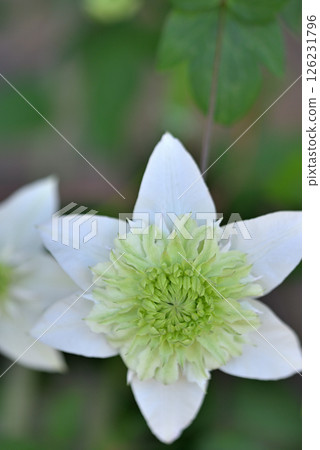 Vine Clematis Shiromanju Vine Clematis Shiromanju 126231796