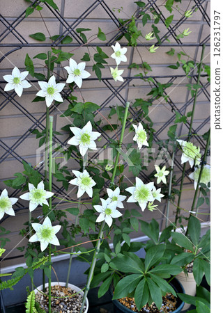 藤蔓鐵線蓮 Shiromanju 藤蔓鐵線蓮 Shiromanju 126231797