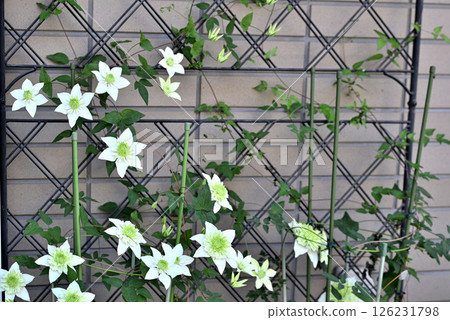 Vine Clematis Shiromanju Vine Clematis Shiromanju 126231798