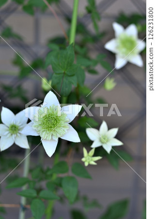 Vine Clematis Shiromanju Vine Clematis Shiromanju 126231800
