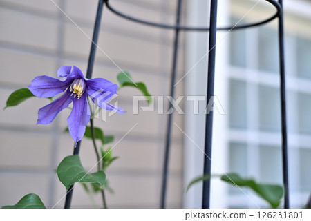 Vine Clematis Shiromanju Vine Clematis Shiromanju 126231801