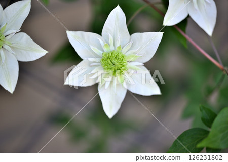 Vine Clematis Shiromanju Vine Clematis Shiromanju 126231802