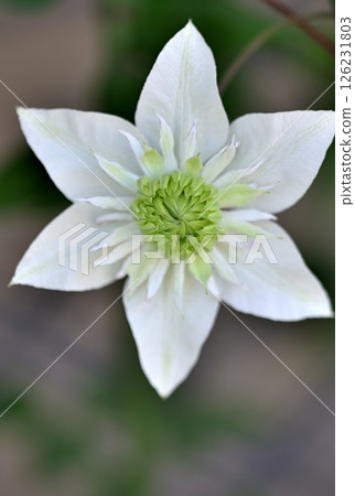 Vine Clematis Shiromanju Vine Clematis Shiromanju 126231803