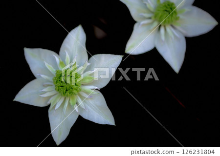 Vine Clematis Shiromanju 126231804