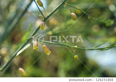 蘆筍花 蘆筍花 126231808