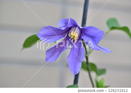Vine Clematis Shiromanju Vine Clematis Shiromanju 126231812