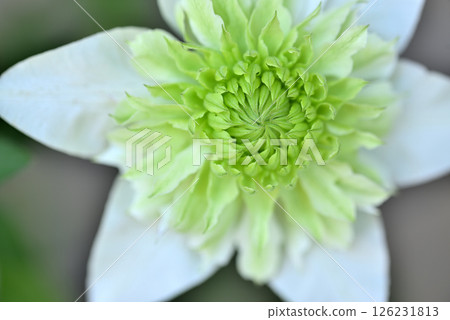 Vine Clematis Shiromanju Vine Clematis Shiromanju 126231813