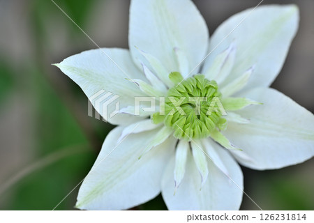 Vine Clematis Shiromanju Vine Clematis Shiromanju 126231814