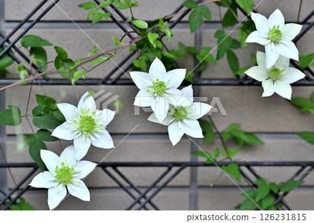 Vine Clematis Shiromanju Vine Clematis Shiromanju 126231815