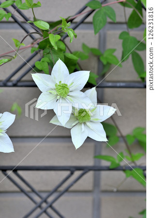 藤蔓鐵線蓮 Shiromanju 126231816