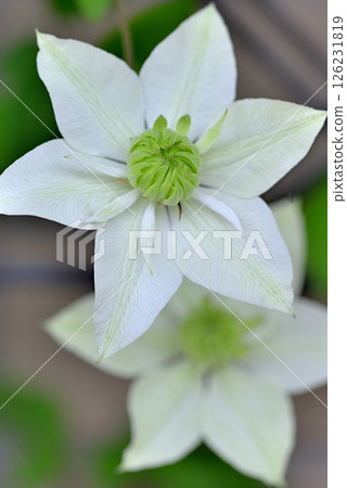 Vine Clematis Shiromanju Vine Clematis Shiromanju 126231819