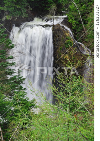 Spring in Norikura Plateau: Zengoro Falls surrounded by fresh greenery Spring in Norikura Plateau: Zengoro Falls surrounded by fresh greenery 126231827