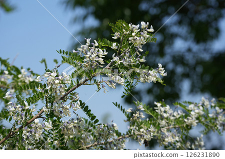青花槐花 青花槐花 126231890