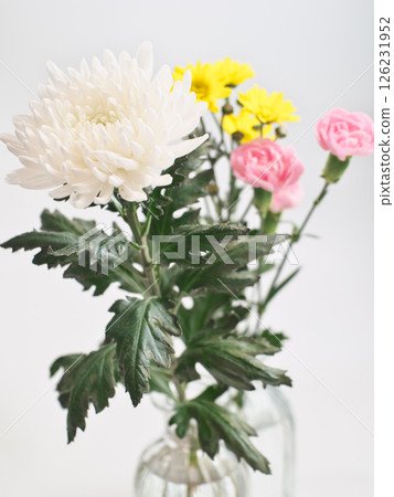 佛教花卉（菊花、雛菊、康乃馨） 126231952