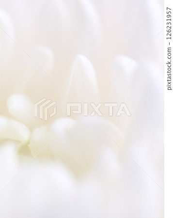 Buddhist flowers (chrysanthemum, daisy) Buddhist flowers (chrysanthemum, daisy) 126231957