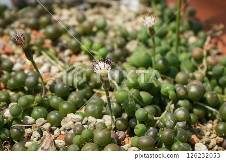 Senecio Green Bell Senecio Green Bell 126232053