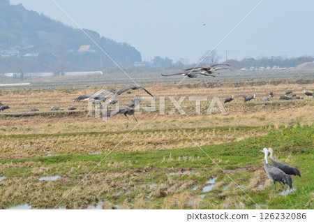 Hooded cranes flying around (Izumi City, Kagoshima Prefecture) 126232086