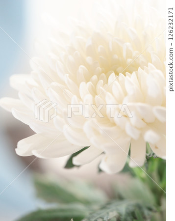 Buddhist flowers (chrysanthemum, daisy) 126232171