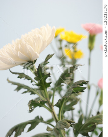 Buddhist flowers (chrysanthemums, daisies, carnations) Buddhist flowers (chrysanthemums, daisies, carnations) 126232176