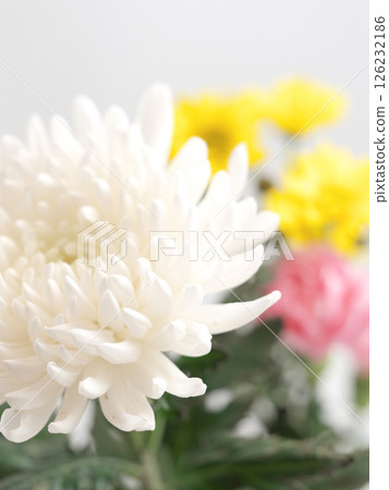 佛教花卉（菊花、雛菊、康乃馨） 126232186