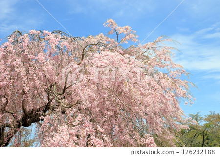 盛開的櫻花盛開在藍藍的天空中 126232188