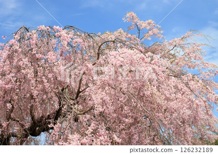藍天映襯下的垂枝櫻花 126232189