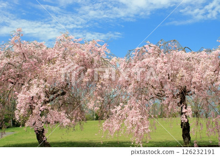 盛開的蕨格子 126232191