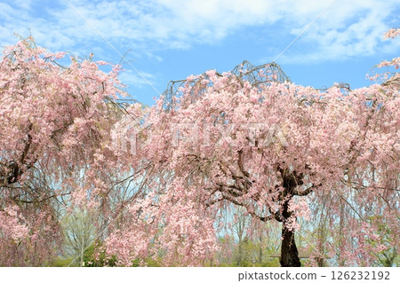 盛開的蕨格子 126232192