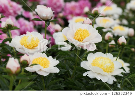 White peony flowers in early summer White peony flowers in early summer 126232349