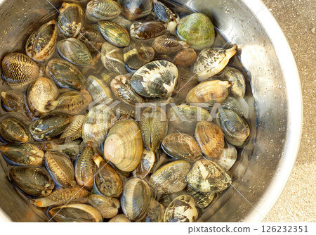 Photo of removing sand from clams during clam-digging Photo of removing sand from clams during clam-digging 126232351
