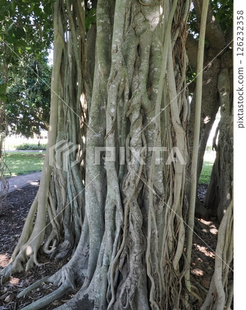 Australian Banyan at Queen's Park, Rockhampton, Australia 126232358