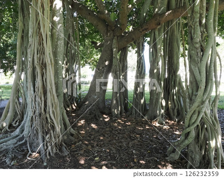Australian Banyan at Queen's Park, Rockhampton, Australia 126232359