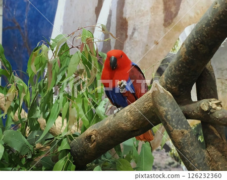 A parakeet seen at the Rockhampton Agricultural Show 126232360