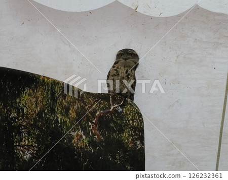 A Tawny Frogmouth seen at the Rockhampton Agricultural Show 126232361
