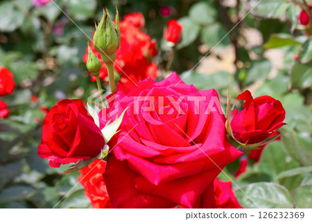玫瑰紅衣主教 玫瑰紅衣主教 126232369