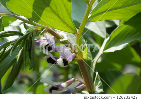 Broad bean flower 126232422