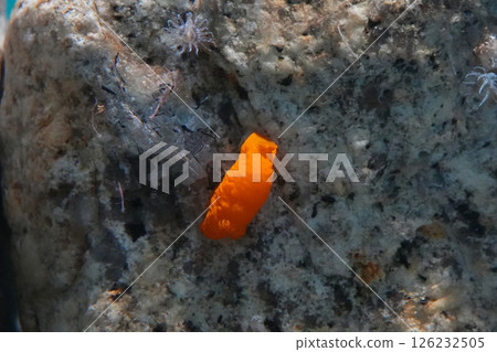 Kinuu Hada Umizushi 126232505