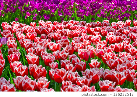 美麗的鬱金香花 126232512