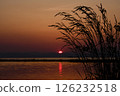 Silhouette of plants illuminated by the setting sun 126232518