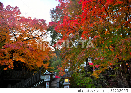 Kanto region: Pilgrimage to Mt. Oyama in autumn leaves: Image proceeding from Oyama Afuri Shrine Station, Shimosha seen through autumn leaves, Isehara City, Kanagawa Prefecture (2) Kanto region: Pilgrimage to Mt. Oyama in autumn leaves: Image proceeding from Oyama Afuri Shrine Station, Shimosha seen through autumn leaves, Isehara City, Kanagawa Prefecture (2) 126232695