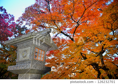Kanto - Pilgrimage to Mt. Oyama in autumn leaves - Image of the lower shrine of Oyama Afuri Shrine, lanterns in the precincts and beautiful autumn leaves - Isehara City, Kanagawa Prefecture (3) 126232701